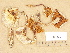  (Cortinarius sp. TN012 - H6032397)  @11 [ ] Copyright (2012) Diana Weckman Botanical Museum, Finnish Museum of Natural History, University of Helsinki
