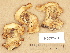  (Cortinarius caesiocinctus - H6032404)  @11 [ ] Copyright (2012) Diana Weckman Botanical Museum, Finnish Museum of Natural History, University of Helsinki