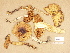  (Cortinarius subelatior - H6032419)  @11 [ ] Copyright (2012) Diana Weckman Botanical Museum, Finnish Museum of Natural History, University of Helsinki