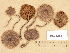  (Cortinarius sp. TN018 - H6032657)  @11 [ ] Copyright (2012) Diana Weckman Botanical Museum, Finnish Museum of Natural History, University of Helsinki