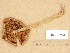  (Cortinarius cf. bayeri - H6032713)  @11 [ ] Copyright (2012) Diana Weckman Botanical Museum, Finnish Museum of Natural History, University of Helsinki