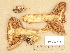  (Cortinarius aff. spadicellus - H6032717)  @11 [ ] Copyright (2012) Diana Weckman Botanical Museum, Finnish Museum of Natural History, University of Helsinki