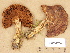  (Cortinarius cf. variecolor - H6032730)  @11 [ ] Copyright (2012) Diana Weckman Botanical Museum, Finnish Museum of Natural History, University of Helsinki