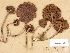  (Cortinarius aff. luxnymphae - H6032731)  @11 [ ] Copyright (2012) Diana Weckman Botanical Museum, Finnish Museum of Natural History, University of Helsinki