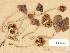  (Cortinarius cf. subfloccopus - H6032733)  @11 [ ] Copyright (2012) Diana Weckman Botanical Museum, Finnish Museum of Natural History, University of Helsinki