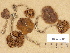  (Cortinarius cf. brunneifolius - H6032742)  @11 [ ] Copyright (2012) Diana Weckman Botanical Museum, Finnish Museum of Natural History, University of Helsinki