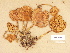  (Cortinarius norrlandicus - H6032746)  @11 [ ] Copyright (2012) Diana Weckman Botanical Museum, Finnish Museum of Natural History, University of Helsinki