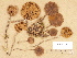  (Cortinarius cf. flos-paludis - H6032750)  @11 [ ] Copyright (2012) Diana Weckman Botanical Museum, Finnish Museum of Natural History, University of Helsinki