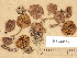  (Cortinarius sp. TN022 - H6033452)  @11 [ ] Copyright (2012) Diana Weckman Botanical Museum, Finnish Museum of Natural History, University of Helsinki