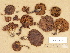  (Cortinarius odhinnii - H6033517)  @11 [ ] Copyright (2012) Diana Weckman Botanical Museum, Finnish Museum of Natural History, University of Helsinki