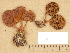  (Cortinarius aff. colus - H6033530)  @11 [ ] Copyright (2012) Diana Weckman Botanical Museum, Finnish Museum of Natural History, University of Helsinki