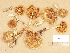  (Cortinarius aff. pluvius - H6033543)  @11 [ ] Copyright (2012) Diana Weckman Botanical Museum, Finnish Museum of Natural History, University of Helsinki