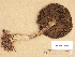  (Cortinarius melleopallens - H6033566)  @11 [ ] Copyright (2012) Diana Weckman Botanical Museum, Finnish Museum of Natural History, University of Helsinki