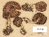  (Cortinarius cf. dolabratus - H6033567)  @11 [ ] Copyright (2012) Diana Weckman Botanical Museum, Finnish Museum of Natural History, University of Helsinki