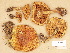  (Cortinarius aff. sulfurinus - H7019198)  @11 [ ] Copyright (2012) Diana Weckman Botanical Museum, Finnish Museum of Natural History, University of Helsinki