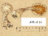  (Cortinarius aff. alboviolaceus - TUR068125)  @11 [ ] Copyright (2012) Diana Weckman Botanical Museum, Finnish Museum of Natural History, University of Helsinki