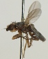  (Lasiosina parvipennis - JKA12-0616)  @11 [ ] CreativeCommons - Attribution Non-Commercial (2012) Marko Mutanen University of Oulu