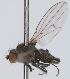  (Amalopteryx sibilans - KWi-246)  @11 [ ] CreativeCommons - Attribution Non-Commercial (2012) Marko Mutanen University of Oulu