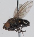  (Scatophila noctula - KWi-247)  @12 [ ] CreativeCommons - Attribution Non-Commercial (2012) Marko Mutanen University of Oulu