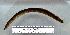  (Mastacembelus niger - OS19902 BLS14-180)  @11 [ ] CreativeCommons  Attribution Non-Commercial Share-Alike (2014) Brian Sidlauskas Oregon State University