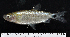  (Brycinus macrolepidotus - OS19684 BLS14-046)  @11 [ ] CreativeCommons  Attribution Non-Commercial Share-Alike (2014) Brian Sidlauskas Oregon State University