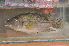  (Chromidotilapia regani - OS19585 BLS-GAB-527)  @11 [ ] CreativeCommons  Attribution Non-Commercial Share-Alike (2014) Brian Sidlauskas Oregon State University