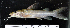  (Chrysichthys thysi - OS19644 BLS14-045)  @11 [ ] CreativeCommons  Attribution Non-Commercial Share-Alike (2014) Brian Sidlauskas Oregon State University