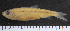  (Pellonula vorax - OS19621 BLS14-022)  @11 [ ] CreativeCommons  Attribution Non-Commercial Share-Alike  Unspecified Unspecified