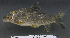  (Distichodus hypostomatus - OS20448 GAB17-0974)  @11 [ ] CreativeCommons  Attribution Non-Commercial Share-Alike (2017) Brian Sidlauskas Oregon State University