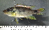  (Chromidotilapia mrac - OS20575 GAB17-0854)  @11 [ ] CreativeCommons  Attribution Non-Commercial Share-Alike (2017) Brian Sidlauskas Oregon State University