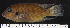  (Divandu albimarginatus - OS21029 GAB17-1036)  @11 [ ] CreativeCommons  Attribution Non-Commercial Share-Alike (2019) Oregon State University Oregon State University