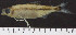  (Bryconalestes bartoni - OS21383 GAB17-1959)  @11 [ ] CreativeCommons  Attribution Non-Commercial Share-Alike (2019) Oregon State University Oregon State University