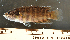  (Microctenopoma nanum - OS21583 GAB17-0478)  @11 [ ] CreativeCommons  Attribution Non-Commercial Share-Alike (2017) Brian Sidlauskas Oregon State University