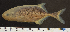  (Petrocephalus sullivani - OS21732 GAB17-0062)  @11 [ ] CreativeCommons  Attribution Non-Commercial Share-Alike (2019) Oregon State University Oregon State University