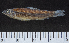  (Nannocharax intermedius - OS21971 GAB17-1984)  @11 [ ] CreativeCommons  Attribution Non-Commercial Share-Alike (2019) Oregon State University Oregon State University