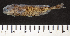  (Paramormyrops sp. SN3 - OS21977 GAB17-2050)  @11 [ ] CreativeCommons  Attribution Non-Commercial Share-Alike (2019) Oregon State University Oregon State University