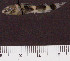  (Synodontis punu - OS21992 GAB17-1174)  @11 [ ] CreativeCommons  Attribution Non-Commercial Share-Alike (2019) Oregon State University Oregon State University