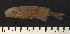  (Paramormyrops batesii - OS22067 GAB17-0340)  @11 [ ] CreativeCommons  Attribution Non-Commercial Share-Alike (2017) Brian Sidlauskas Oregon State University