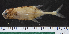  (Ivindomyrus - OS22079 GAB17-1407)  @11 [ ] CreativeCommons  Attribution Non-Commercial Share-Alike (2019) Oregon State University Oregon State University