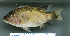  (Chilochromis - OS22127 GAB17-0200)  @11 [ ] CreativeCommons  Attribution Non-Commercial Share-Alike (2017) Brian Sidlauskas Oregon State University