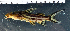  (Synodontis tessmanni - OS19910 BLS14-135)  @11 [ ] CreativeCommons  Attribution Non-Commercial Share-Alike (2014) Brian Sidlauskas Oregon State University