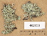  (Hypogymnia tubulosa - H9203539)  @11 [ ] Copyright (2012) Diana Weckman Botanical Museum, Finnish Museum of Natural History, University of Helsinki