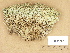  (Cladonia uncialis subsp. biuncialis - H9203667)  @11 [ ] Copyright (2012) Diana Weckman Botanical Museum, Finnish Museum of Natural History, University of Helsinki
