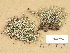  (Cladonia gracilis subsp. turbinata - H9203754)  @11 [ ] Copyright (2012) Diana Weckman Botanical Museum, Finnish Museum of Natural History, University of Helsinki