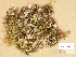  (Peltigera extenuata - H9203768)  @11 [ ] Copyright (2012) Diana Weckman Botanical Museum, Finnish Museum of Natural History, University of Helsinki