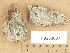  (Verrucaria rupestris - H9203807)  @11 [ ] Copyright (2012) Diana Weckman Botanical Museum, Finnish Museum of Natural History, University of Helsinki