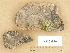  (Verrucaria margacea s. lato - H9203916)  @11 [ ] Copyright (2012) Diana Weckman Botanical Museum, Finnish Museum of Natural History, University of Helsinki