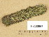  (Melanelixia fuliginosa subsp. glabratula - H9203965)  @11 [ ] Copyright (2013) Diana Weckman Botanical Museum, Finnish Museum of Natural History, University of Helsinki