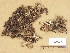  (Cetraria islandica subsp. crispiformis - H9203975)  @11 [ ] Copyright (2013) Diana Weckman Botanical Museum, Finnish Museum of Natural History, University of Helsinki
