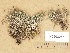  (Cladonia gracilis subsp. gracilis - H9203988)  @11 [ ] Copyright (2013) Diana Weckman Botanical Museum, Finnish Museum of Natural History, University of Helsinki